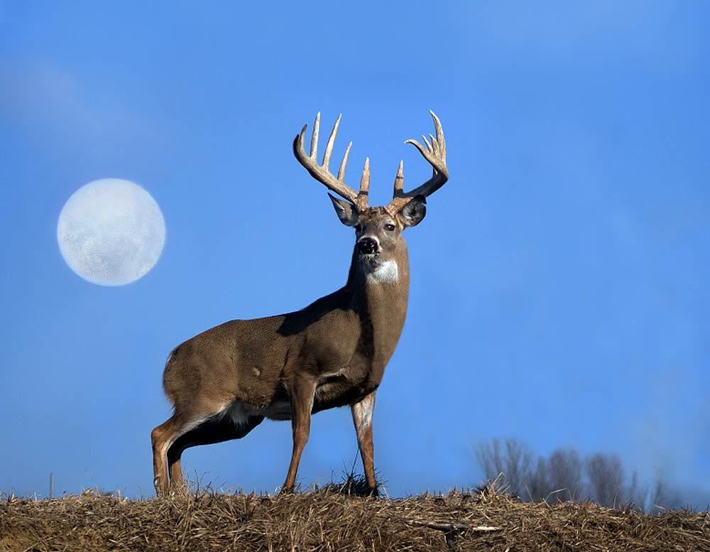 hunting-the-rut-by-don-higgins-whitetail-master-academy